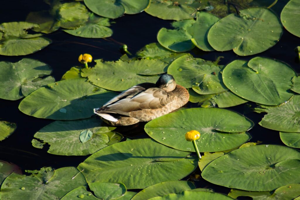肌荒れに効果的な化粧品のトライアルセットはどれ？