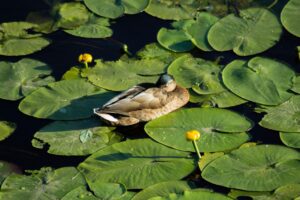 肌荒れに効果的な化粧品のトライアルセットはどれ？