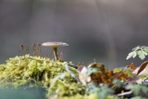 毛穴の開きが気になる方におすすめの化粧品は？